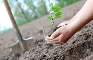 Мільйон дерев за добу: Житомир офіційно долучився до всеукраїнського проєкту
