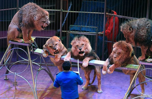 У Житомирі заборонили гастролі пересувних цирків з тваринами