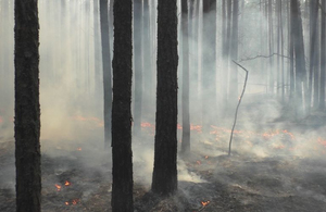 Лiсову пожежу повністю загасили: вона вирувала на півночі Житомирської області 10 днів