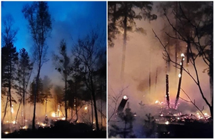 На півночі Житомирщині знову масштабна пожежа: вогонь знищив 500 га заповідника