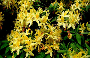 На Житомирщині зацвіла рідкісна квітка, яка росте лише в декількох місцях на планеті. ФОТО