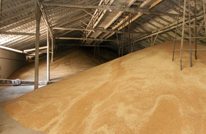 «З'їли ненажерливі миші»: в Держрезерві недорахувалися зерна на 800 млн гривень