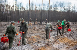 На півночі Житомирщини відновили 100 гектарів лісу, який постраждав внаслідок пожежі
