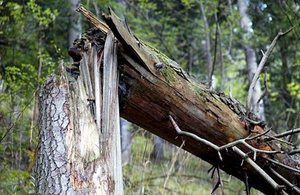 У Житомирській області дерево вбило 16-річного хлопця