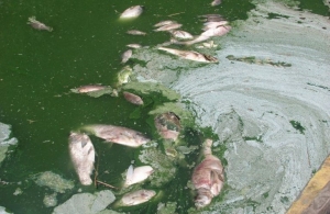 У річці на Житомирщині знову зафіксовано масовий мор риби. ФОТО