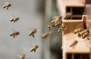 На Житомирщині чоловіки хотіли «викурити» бджіл і ледь не спалили будинок