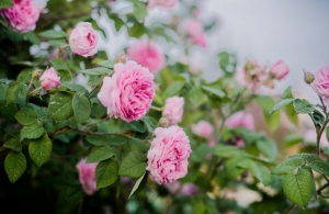 Житомиряни встановили рекорд України, висадивши більше 500 кущів троянд. ВІДЕО