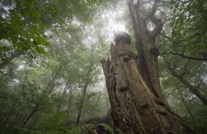 На півночі Житомирської області виявили понад 700 га унікальних лісів. ФОТО