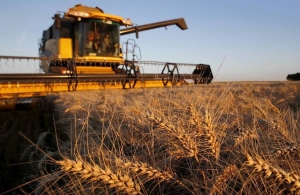 У Житомирській області завершується збір ранніх зернових: урожай на рівні 2019 року