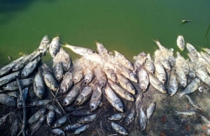 Тисячі мертвих риб викинуло на берег річки в Житомирській області. ФОТО