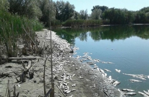 Мор риби на Житомирщині. Селяни впевнені, що річку забруднив молокозавод: на підприємстві все заперечують