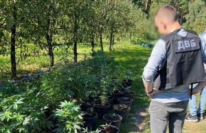 У Житомирській області затримали «фермера», який вирощував і продавав оптом коноплю. ФОТО
