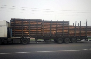 У передмісті Житомира зупинили вантажівку з деревиною без документів. ФОТО