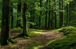 На Житомирщині побільшало об'єктів природно-заповідного фонду: додали 4 нові локації