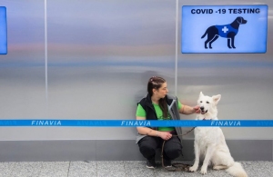 Чим пахне вірус: житомирські кінологи навчатимуть собак розпізнавати людей з COVID-19