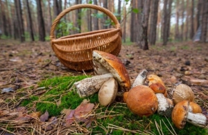 Збирав гриби з мамою: у лісі на Житомирщині загубився 13-річний хлопчик