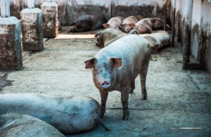На Житомирщині виявили спалах африканської чуми свиней