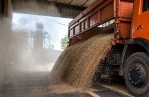 Урожай зернових в Житомирській області зменшився майже на 400 000 тонн