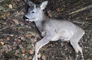 Житомирські браконьєри за вбивство козулі заплатять 32 тис. гривень