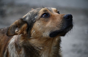 До 2023 року в Житомирі планують на 25% зменшити чисельність безпритульних тварин