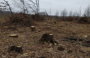 На Житомирщині браконьєри вирубали лісу на 6 млн гривень