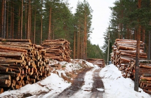 Ліснику з Житомирської області суд дав умовний термін за незаконну рубку дерев