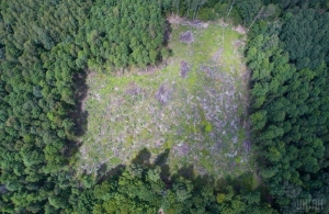 16 гектарів лісу на Житомирщині віддадуть під забудову монастирю УПЦ МП