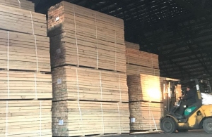 Ділки незаконно зрубували на Житомирщині сосни і продавали деревину за кордон
