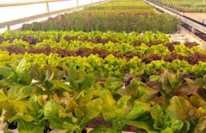 У теплиці житомирського університету вирощують органічний салат і пряні трави