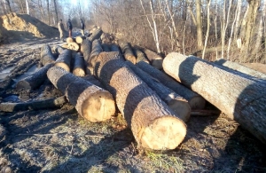 У Житомирському районі виявили чергову нелегальну порубку лісу