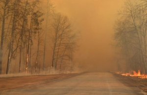 У лісах Житомирської області встановили понад 50 камер, щоб оперативно реагувати на пожежі