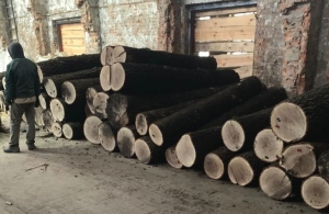 Працівники лісництва допомагали бізнесмену знищувати дубові ліси Житомирщини
