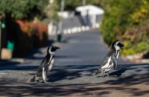У Житомирі біля Тетерева помітили пару пінгвінів. ФОТО