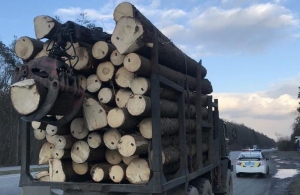 Під Житомиром затримали лісовоз з нелегальною деревиною