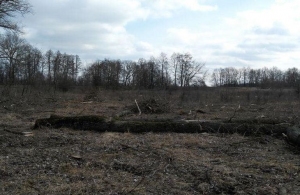 Вздовж траси Житомир-Бердичів незаконно зрубали кілька десятків дерев – екологи