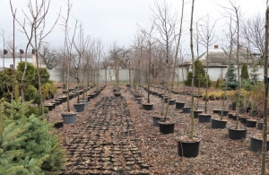 Тотальне озеленення: за один день у Житомирі висадять 1000 дерев