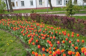 Зелений вандалізм: у Житомирі вкрали нещодавно висаджені тюльпани. ФОТО