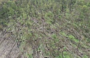 Смерч у Житомирській області повалив сотні дерев. ФОТО