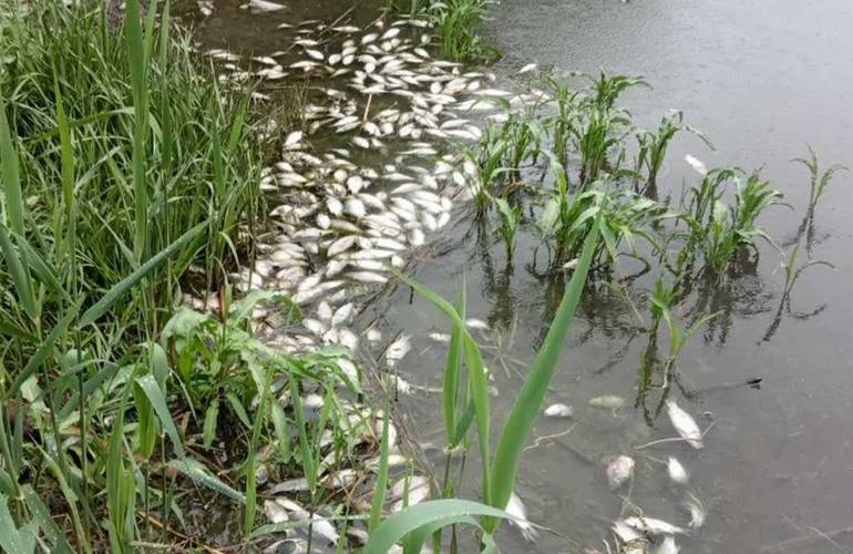 В Житомирской области выясняют причину массового мора рыбы. ФОТО