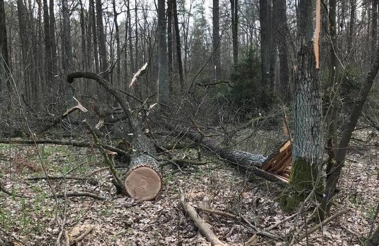 На Житомирщине работник лесничества годами «не замечал» незаконную вырубку леса