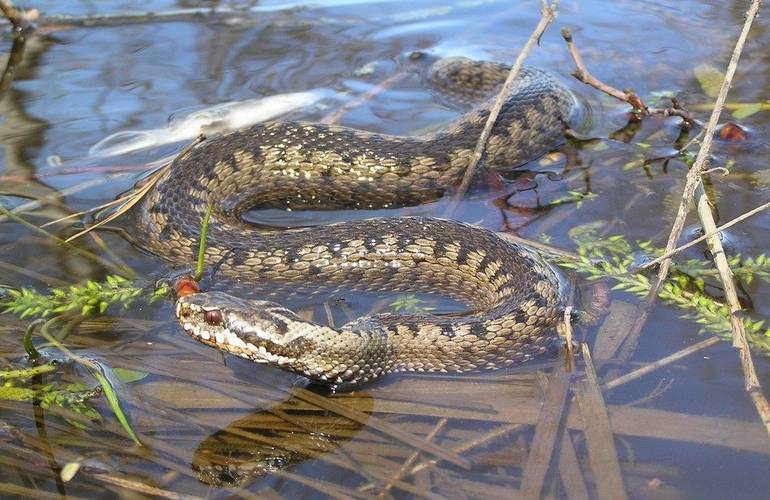 Ядовитая змея укусила подростка, когда тот плавал в пруду