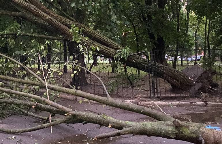 На Житомир обрушилась стихия: потопы, поваленные деревья и сорванные крыши. ФОТО