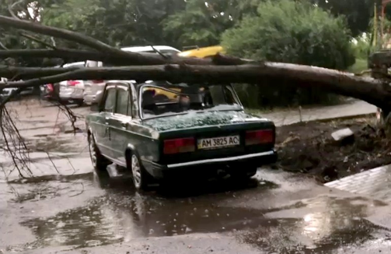 В Житомире во время урагана упало дерево и покалечило человека. ФОТО