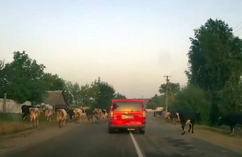 В Житомирской области стадо скота помогло полиции задержать пьяного водителя-беглеца. ВИДЕО