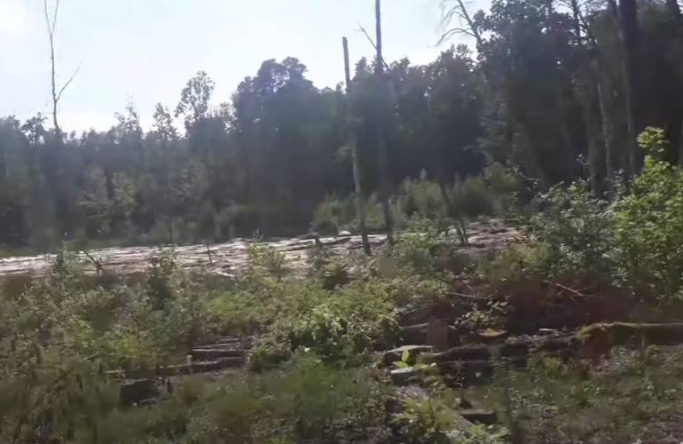 Активисты показали на Житомирщине масштабную вырубку леса. Идет подготовка к геологоразведке янтаря. ВИДЕО