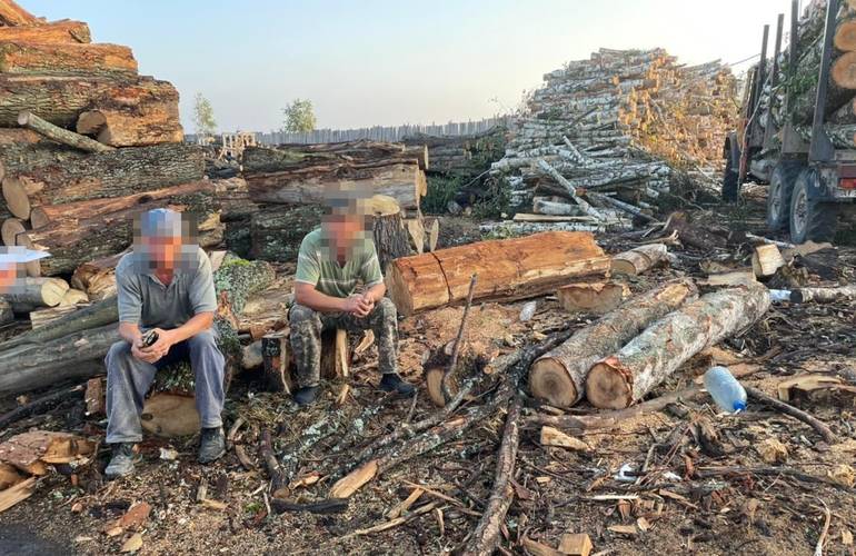 Банда бизнесменов незаконно вырубила на Житомирщине более 800 деревьев. ФОТО