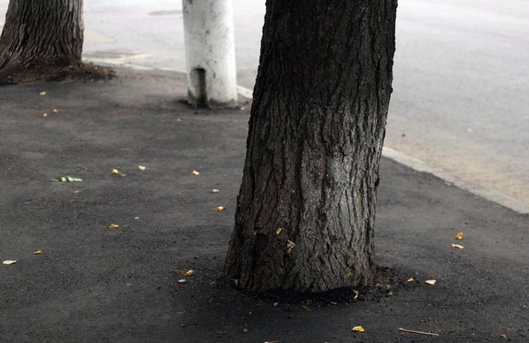Ремонт по-житомирски: деревья на улице Рихтера закатали в асфальт. ФОТО