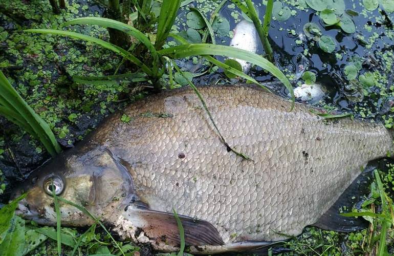 Миллионы литров неочищенных стоков попали в Тетерев: в реке уже зафиксировали мор рыбы. ФОТО