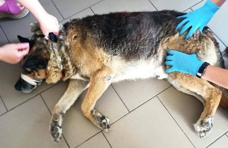 В Житомире водитель на глазах у детей переехал собаку: животное спасают волонтеры и ветеринары. ВИДЕО