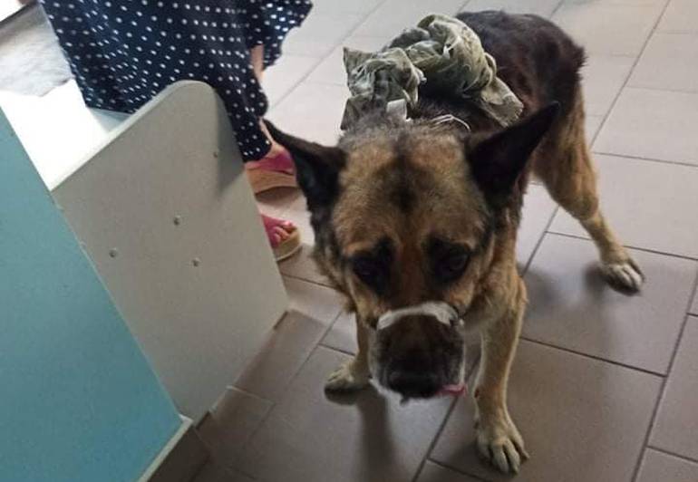 Подробности наезда на собаку в Житомире: водителя нашли, с животным все в порядке